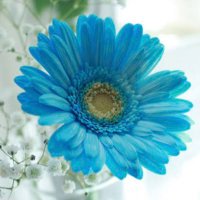 ☆ガーベラblue (@gerbera12blue) 's Twitter Profile Photo ☆ガーベラblue (@gerbera12blue) 's Twitter Profile Photo