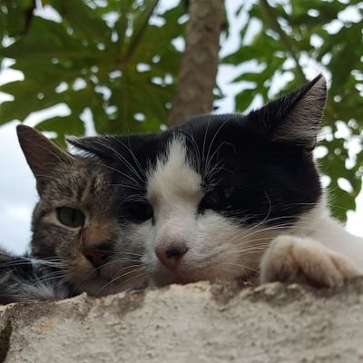 daivedwells's profile picture. one young world