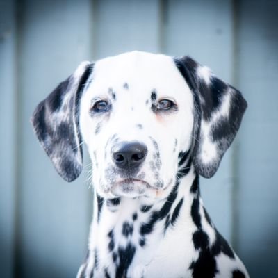 I am EMMS the Dalmatian, born 8th January 2022..
I love life & want to share my life experiences with you..💕🐶💕..