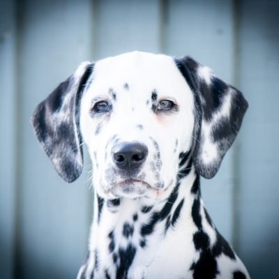 DalmatianE Profile Picture