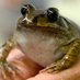BeadyEyeFrog (@goofygoober8392) Twitter profile photo BeadyEyeFrog (@goofygoober8392) Twitter profile photo