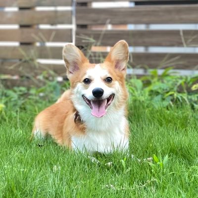 MokusonSon31's profile picture. カブトムシ/大学院退学RTAbot