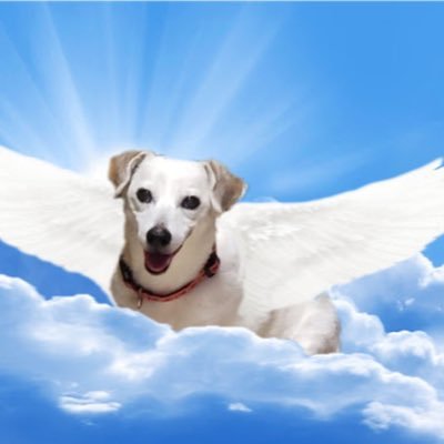 For dog-lovers, in honor of Bailey (1/12/07–2/23/22)🙏🏾🥲🌈💔 We support all things dog and pet parents. For #PoliticsEtAl, please go to my other Twitter feed!