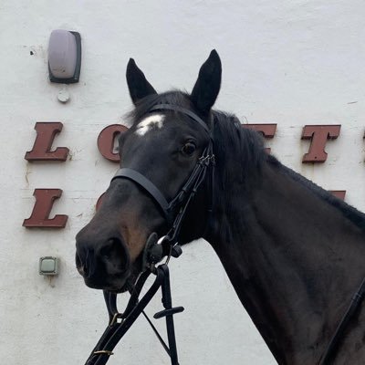 Business owner. Race horsing. Watford FC.