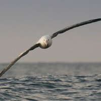 Wandering Albatross !!(@HindMaverick1) 's Twitter Profile Photo