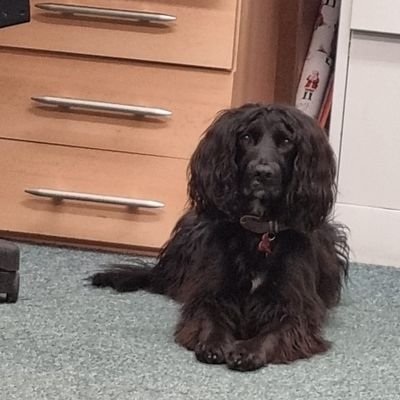 bookscout1's profile picture. likes simple things in life