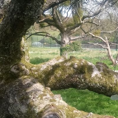 Restoring a forgotten orchard on a wing and a prayer. Helped by my trusty hound. Learning as I go, hoping Nature will show me the way