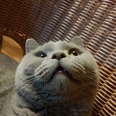 Swordmaster2002's profile picture. i am baka sword