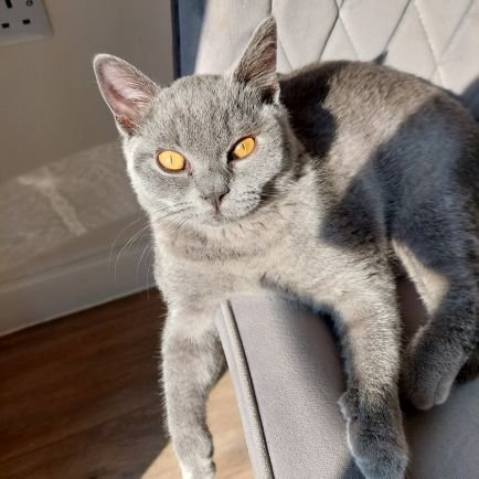 I iz a bad British Blue and has taken over my fur bros account as me own got shut down. How wude.  Mama misses Harvey more than anything in this world.