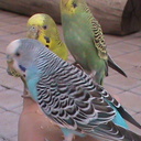 lily torres - @lilyuxi - Twitter