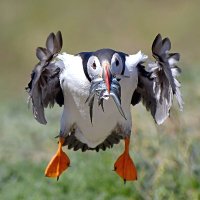 Carl Bovis (@carlbovisnature) 's Twitter Profile Photo Carl Bovis (@carlbovisnature) 's Twitter Profile Photo