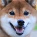柴犬~日向~ (@mumumuryo) Twitter profile photo 柴犬~日向~ (@mumumuryo) Twitter profile photo