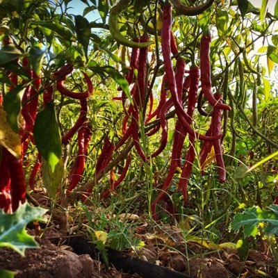 Productores de Chile de Árbol