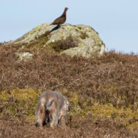 Wrainamere Gundogs (@wrainamere) 's Twitter Profile Photo Wrainamere Gundogs (@wrainamere) 's Twitter Profile Photo