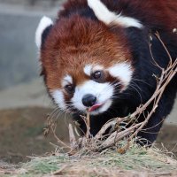 レッサーパンダ (@s8iyffd7x2vulje) 's Twitter Profile