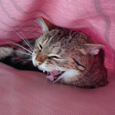 ciastooooo's profile picture. sery