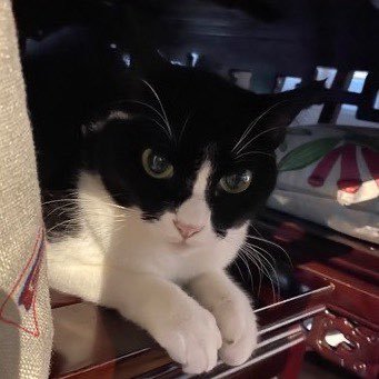 wenguibisheng's profile picture. 訴衷情 2017年10月5日夜、聞文貴記者會上說黑暗即將來臨有感而作 罡風呼嘯近深秋，寒雨亂飛鷗。多情枉自傷恨！畫角咽，幾人愁？ 多少事，水西流？問神州！異鄉羈旅、故國風煙、憂思難收！