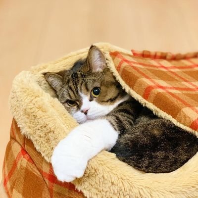 Joe__ink's profile picture. Gentleman