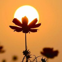 Dalipo.😊🇦🇷 Citius altius fortius. (@dalipo1) 's Twitter Profile