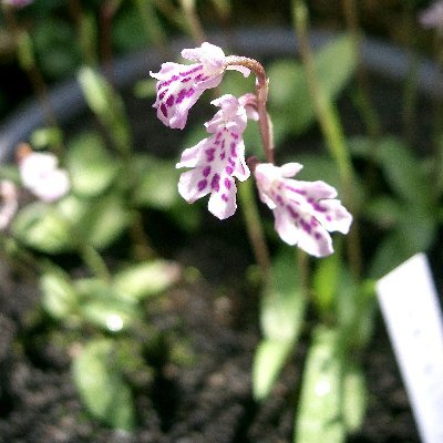 Amito56440554's profile picture. Hello