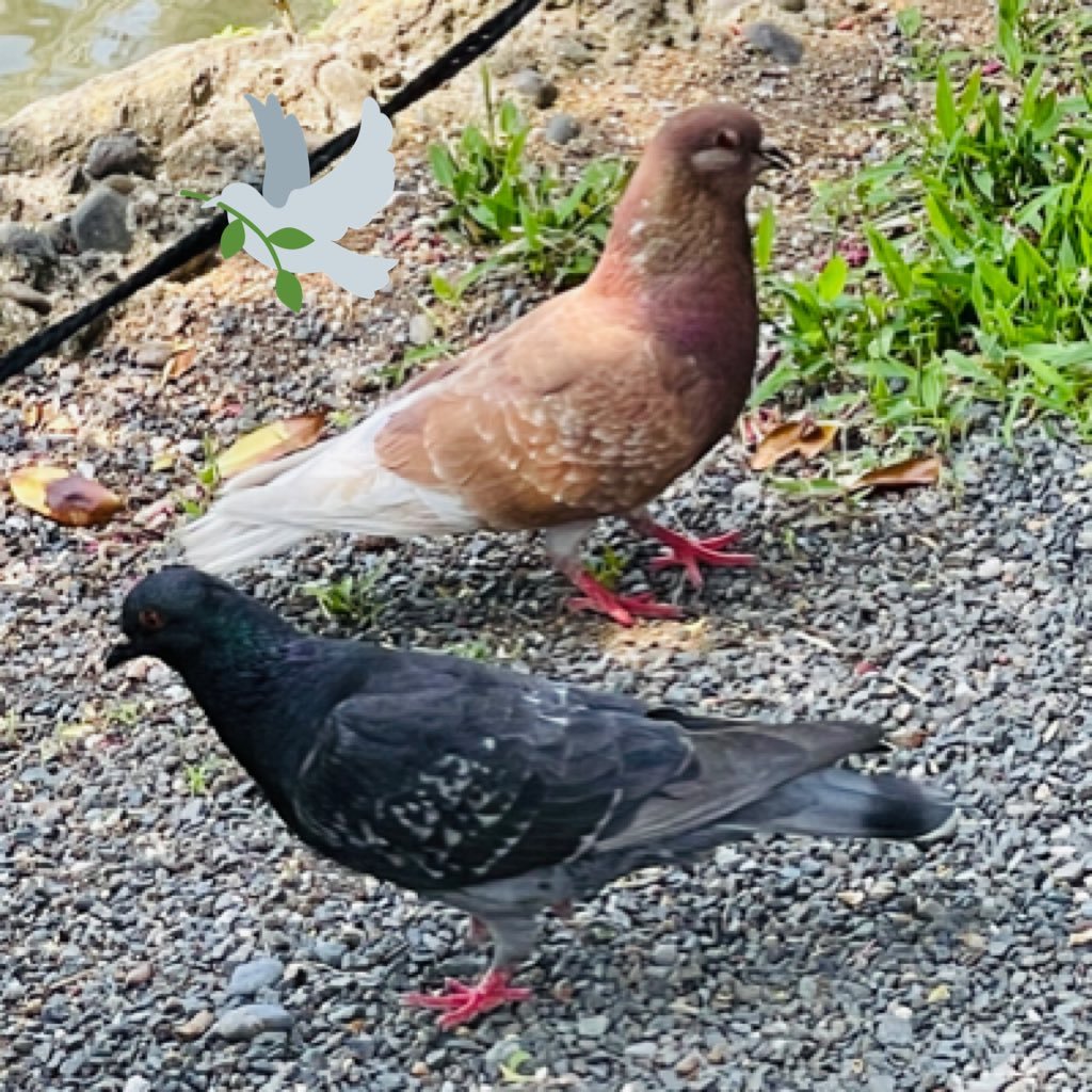 kyouka777's profile picture. 神社で龍の写真を撮るのが楽しみです