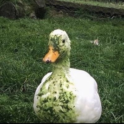 picnicbitchvibe's profile picture. queen de hacer postres al microondas y dejar todo a última hora