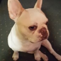 kimikakes (@kimkakes3) 's Twitter Profile