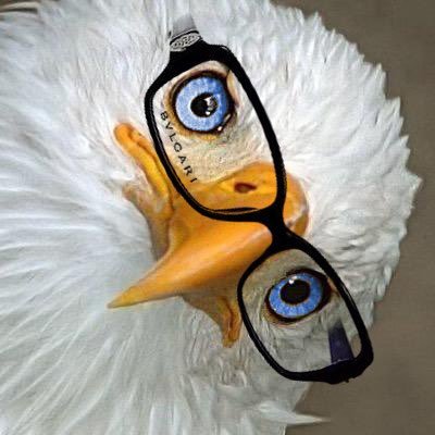 birdofprey4444's profile picture. Allgegenwärtiges Adlerauge. Nicht anfassen. #N54B30 
@birdofprey4444.bsky.social