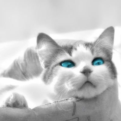 Siamese0217's profile picture. 成人済み
会社員