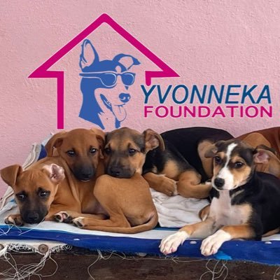 Yvonneka Foundation helps rescue dogs and cats from the street, helping them to have a new opportunity for a forever home