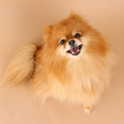 とにかくわんちゃんが好き、ポメラニアンが好き🐕動物さんも全般的に大好きです♥