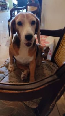 jesustrosell86's profile picture. Geek