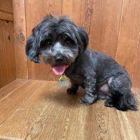 MarinaTheRescueDog (@marinarescue) 's Twitter Profile Photo MarinaTheRescueDog (@marinarescue) 's Twitter Profile Photo