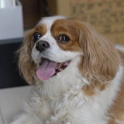 kenneth0213's profile picture. カメラはNikon、ラジオはNACK5、ときどきTFM（サンソンとか）、1/10EPオフロード（XRAY、YOKOMO)、つくパー民、キャバリア、GR Yaris ‘25 APP、テクノポップ、シティポップ、ガルパンおじさん