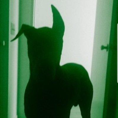 Bladewire's profile picture. Radical acceptance • web dev • CG•VFX•B3D • photo | video • nature lover • wrestling & robotics fan. #DanaPoint , CA #GreatDane Dad