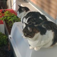 Thomas & Panajota (@rhodoscats) Twitter profile photo