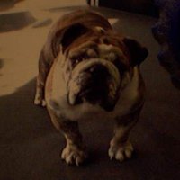 Randy Fox (@randyfox19) 's Twitter Profile