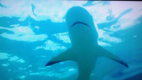 Al1Felix's profile picture. 