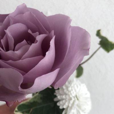 庭を可愛くしたくて試行錯誤してるよ〜🌿✨ 2022.4から薔薇も育て始めました🌹✨✨ 猫も2匹🐈🐈⬛一緒に暮らしていてにゃんこ大好き💓甘いもの、パン、漫画、小説、映画、アニメ、海外ドラマ大好き💓オタクです😝💓