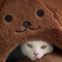 たろす (@yuyu11071988) 's Twitter Profile