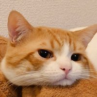おちゃまる (@ochamarusan0126) 's Twitter Profile