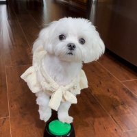 Soyeon (@soyedelise) 's Twitter Profile