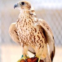 اليمني شامخ (@alymny77245861) 's Twitter Profile