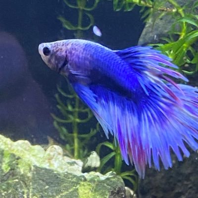 | Aquarist | Fishy Friday | Win me over with cool fish pics | NY Rangers | SF6 CFN: tortilla_jones | Pokémon Unite: TortillaGank