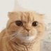 猫咪吸鼻涕 (@u61btyfltiv62ut) Twitter profile photo 猫咪吸鼻涕 (@u61btyfltiv62ut) Twitter profile photo
