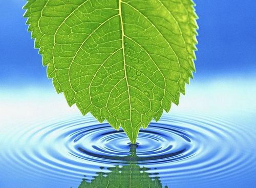 peaceful133's profile picture. Light of Peace Admin -  tashfeen13@gmail.com