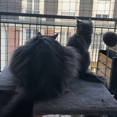 gros bébé coon de 4 ans 1/2 et son petit frère de 3 mois… beaucoup de marioleries en vue 😹😹😹