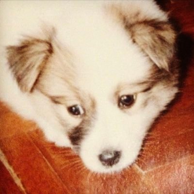 ありへ、時々へもちょ。成人済み年齢。RT多め。RT非表示設定推奨w デレステ・デレマス専用の引きこもり垢( @hemochi_p )もあります。 アイコンはうちの子。最近はここ(https://t.co/5Xwk727wbP)にいることも多いよ( ・ㅂ・)☆ミ