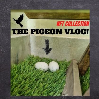 The Pigeon Vlog