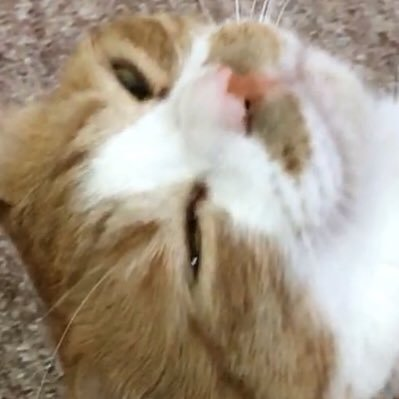 たろささんのプロフィール画像
